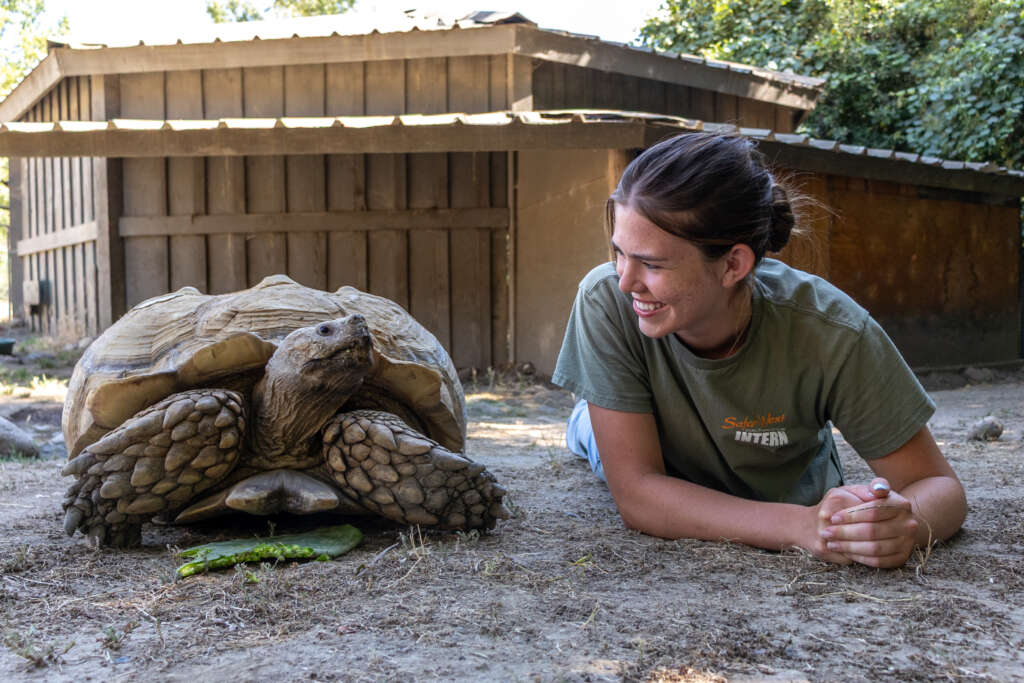 Kyra and Crackle the Sulcata Tortoise