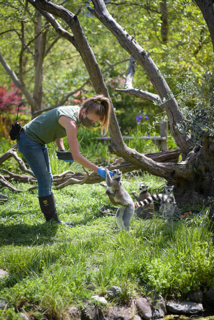 lemur with Jen