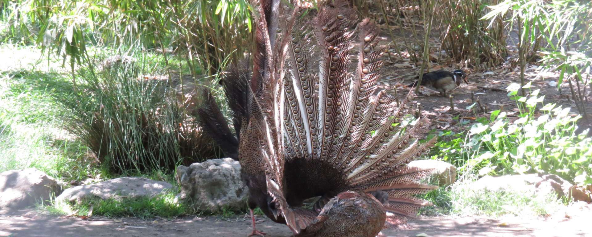 Malayan Great Argus Pheasant by Cheryl Crowley
