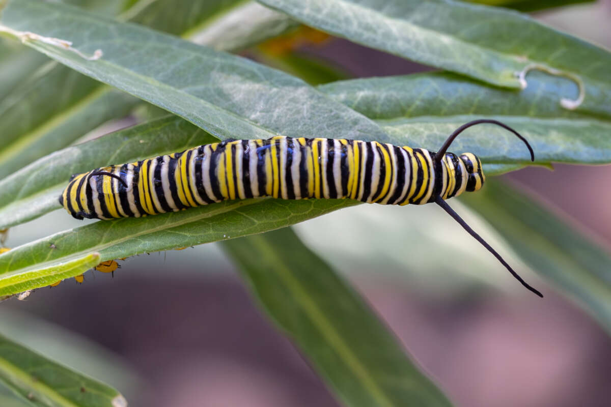 Monarch