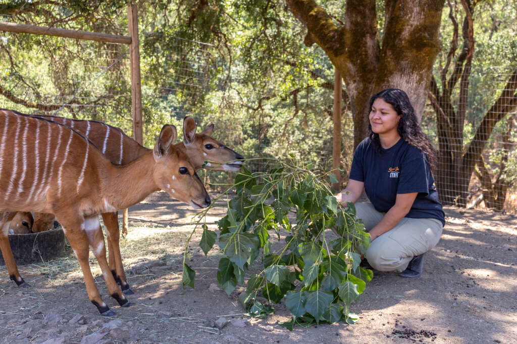 Nancy and Rwanda / Marrakesh the Nyala