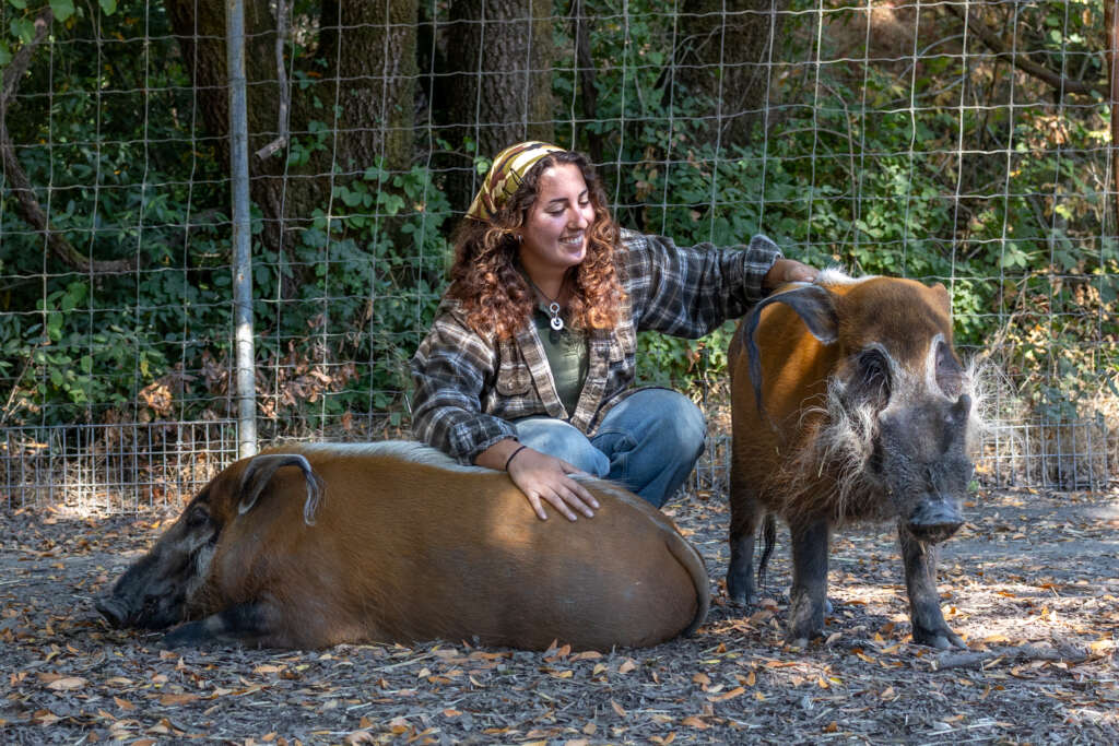 Naz and Pumba / Yam the Red River Hogs