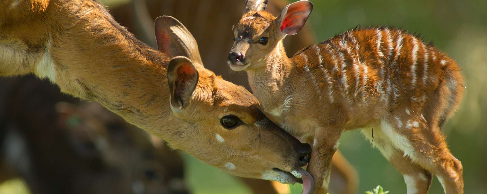 Nyala Earth Day