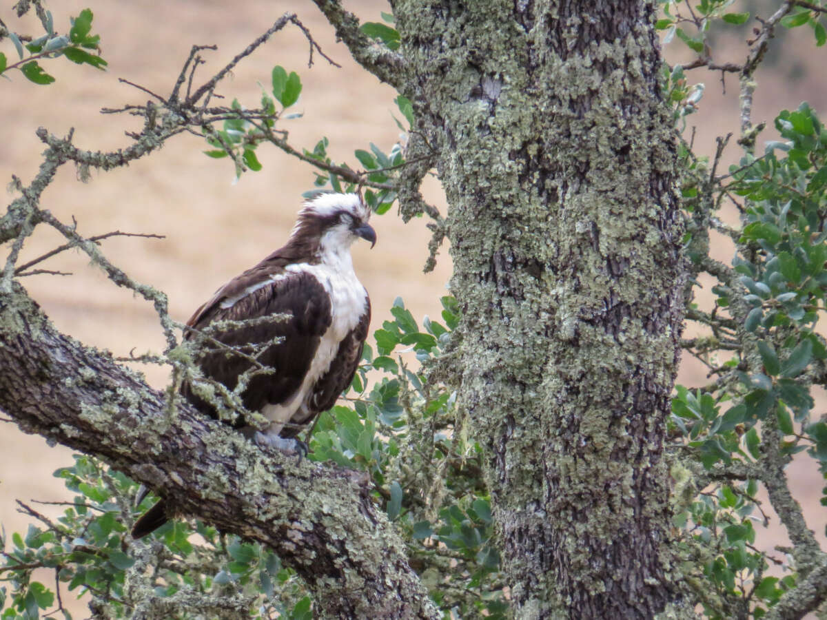 osprey napping in an oak tree