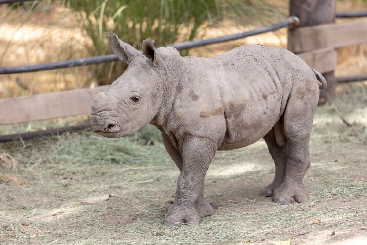 Ozzy the rhino baby at 15 days old.