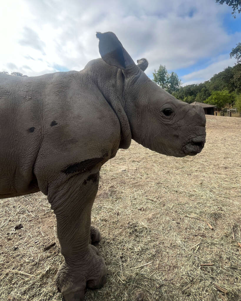 Ozzy the Rhino