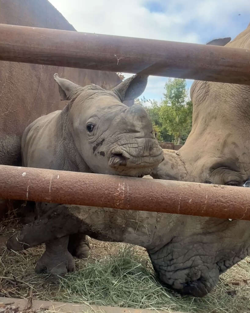 Ozzy the Rhino