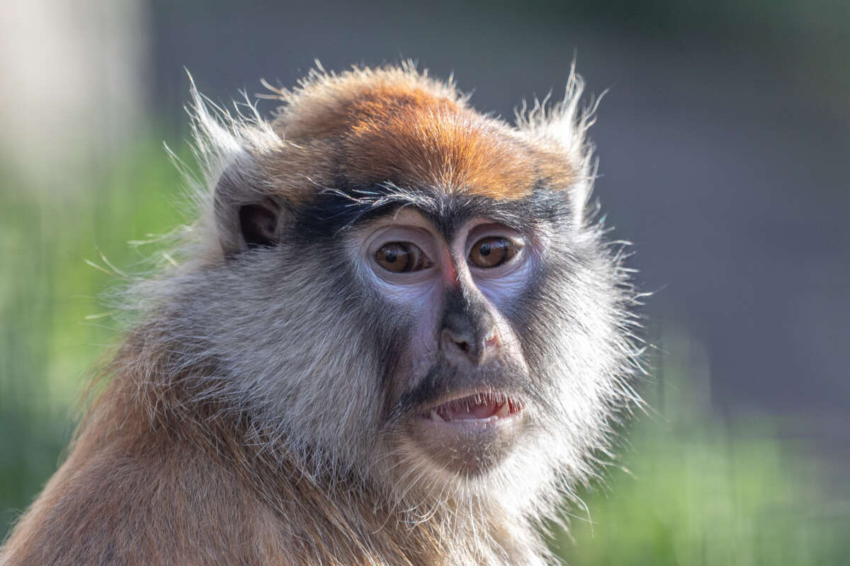 Juvenile patas monkey