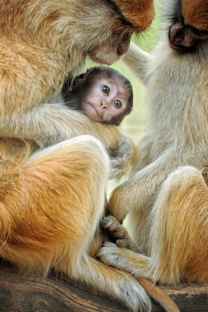 Patas Monkey Family by Jacqueline Deely Patas Monkey Family