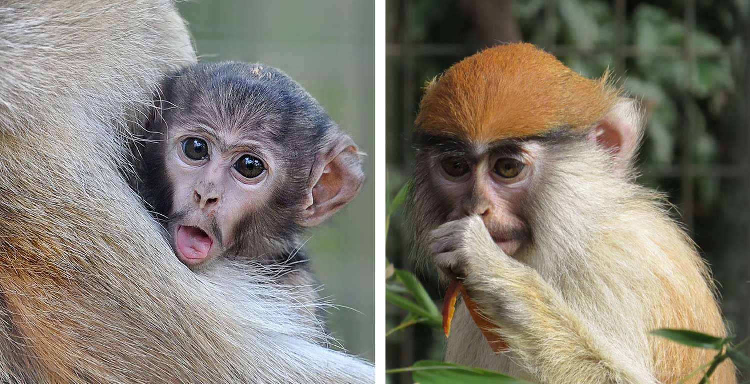 Patas Monkey Gizmo Jaxon