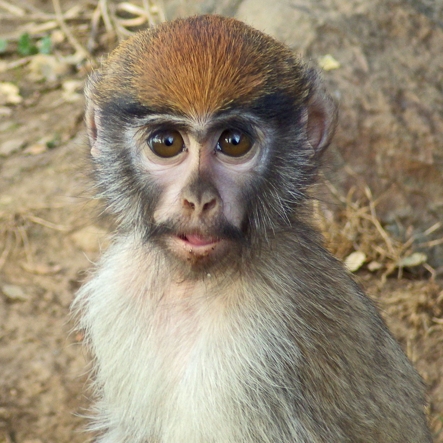 Patas Monkey Gizmo Jaxon