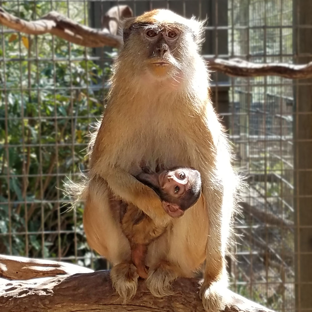Patas Monkey