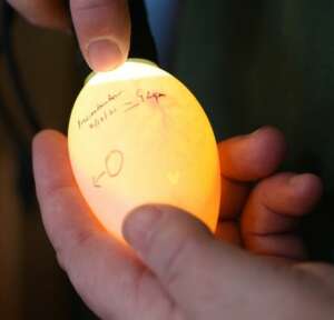 Egg