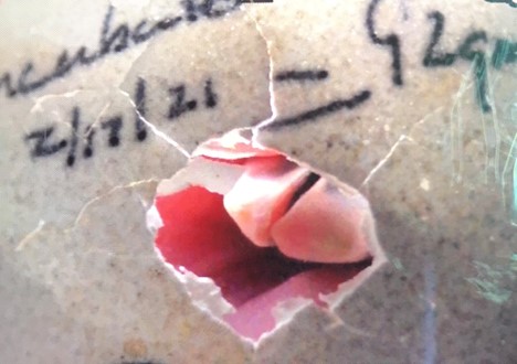 Egg Hatching