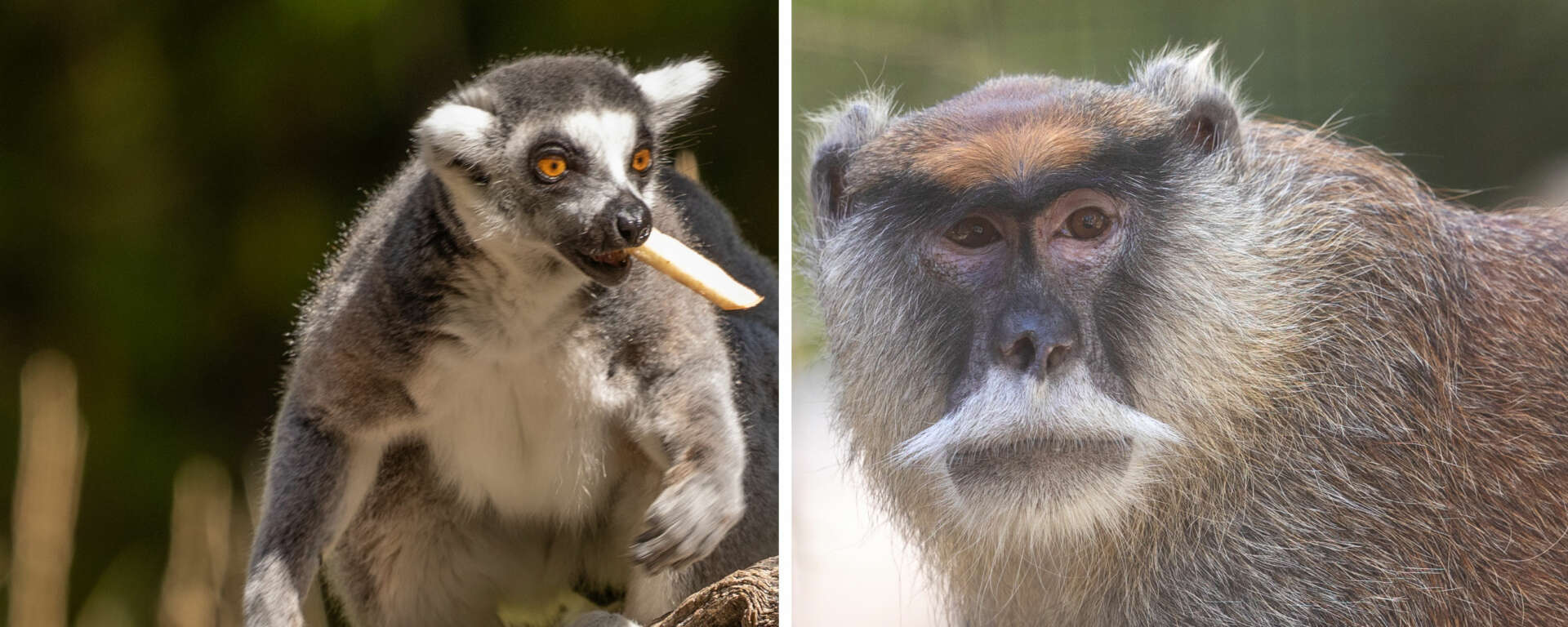 Ring Tailed Lemur and Patas Monkey