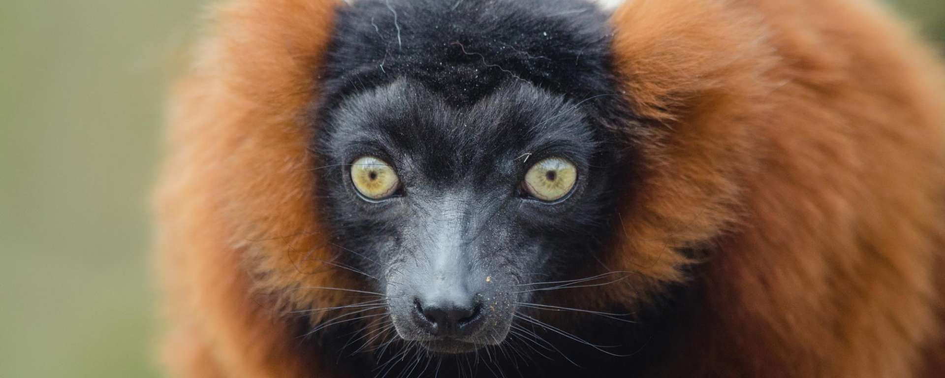 Red Ruffed Lemur