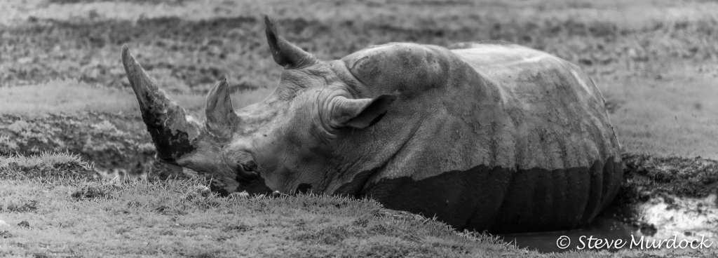 Rhino Nola