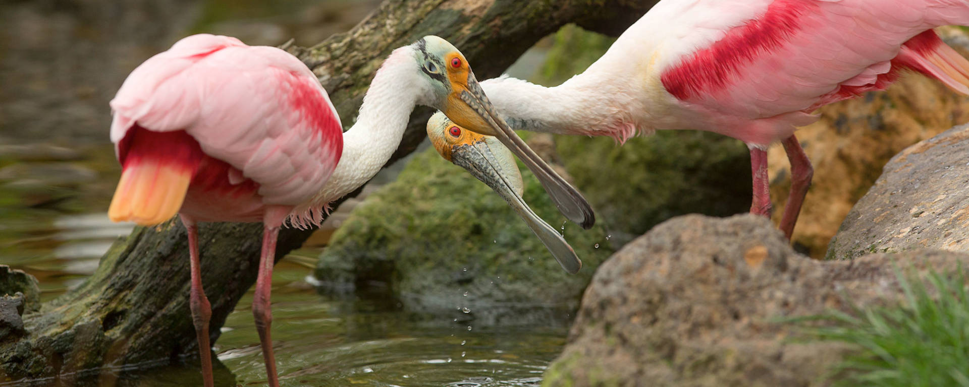 Roseatte Spoonbill by John Burgess