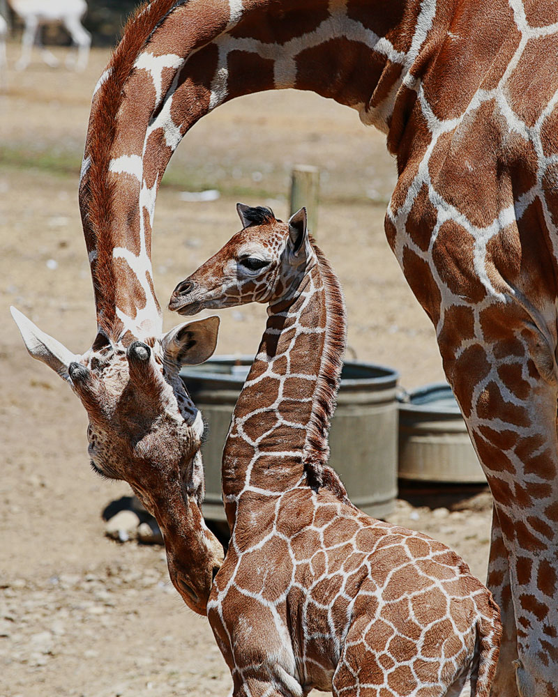 Baby Giraffe