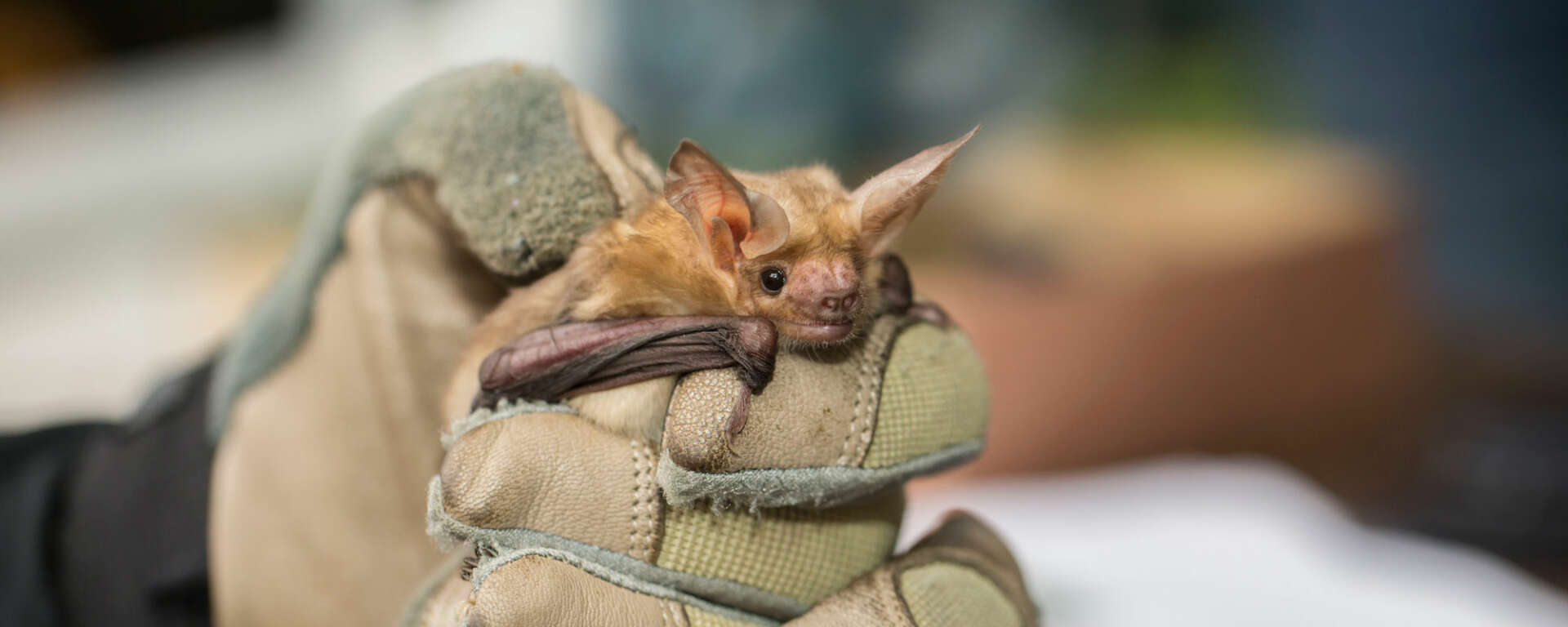NorCal Bats