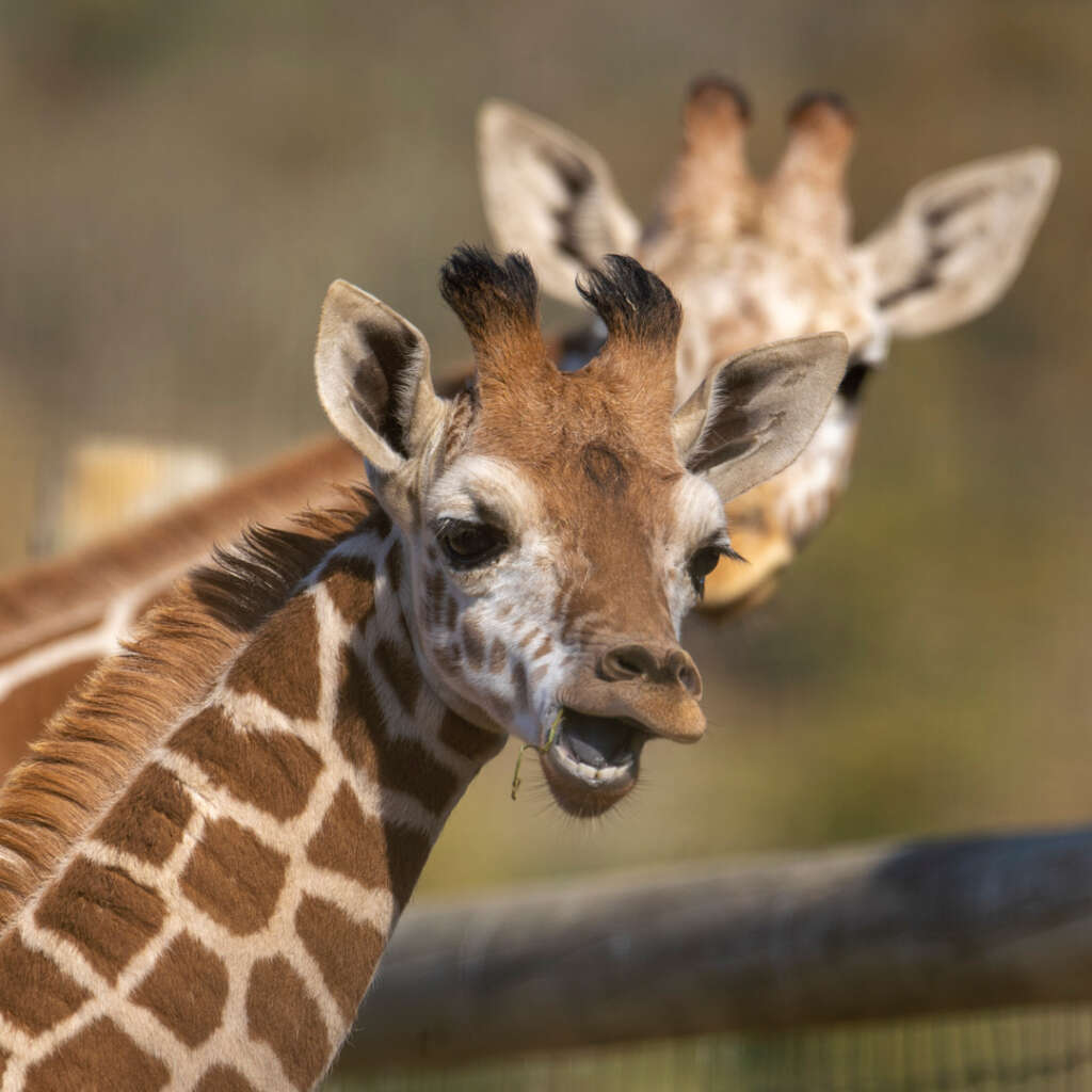 giraffe