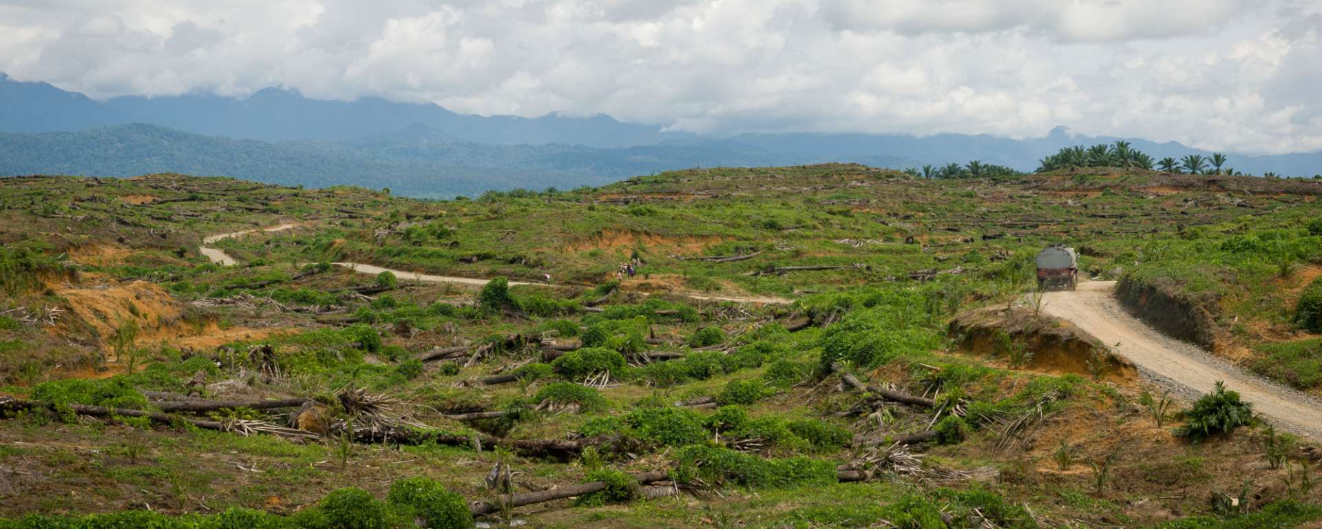 Sumatra Palm Oil