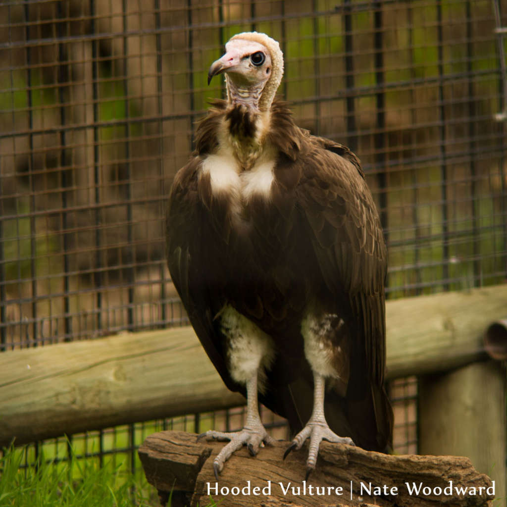 Hooded Vulture