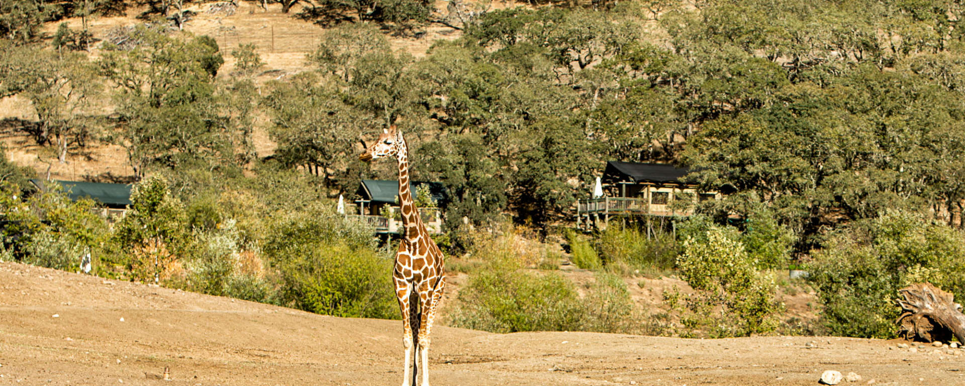 Giaffe by Ray Mabry