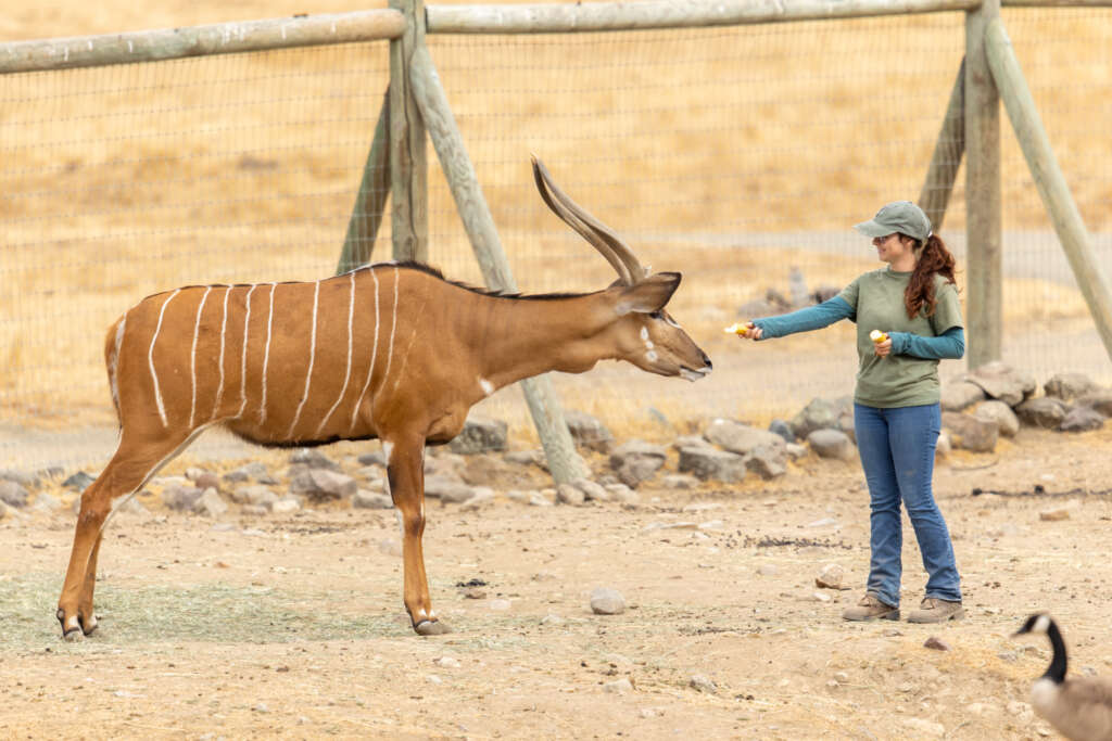 Taylor and Molasses the Spiral-horned Antelope