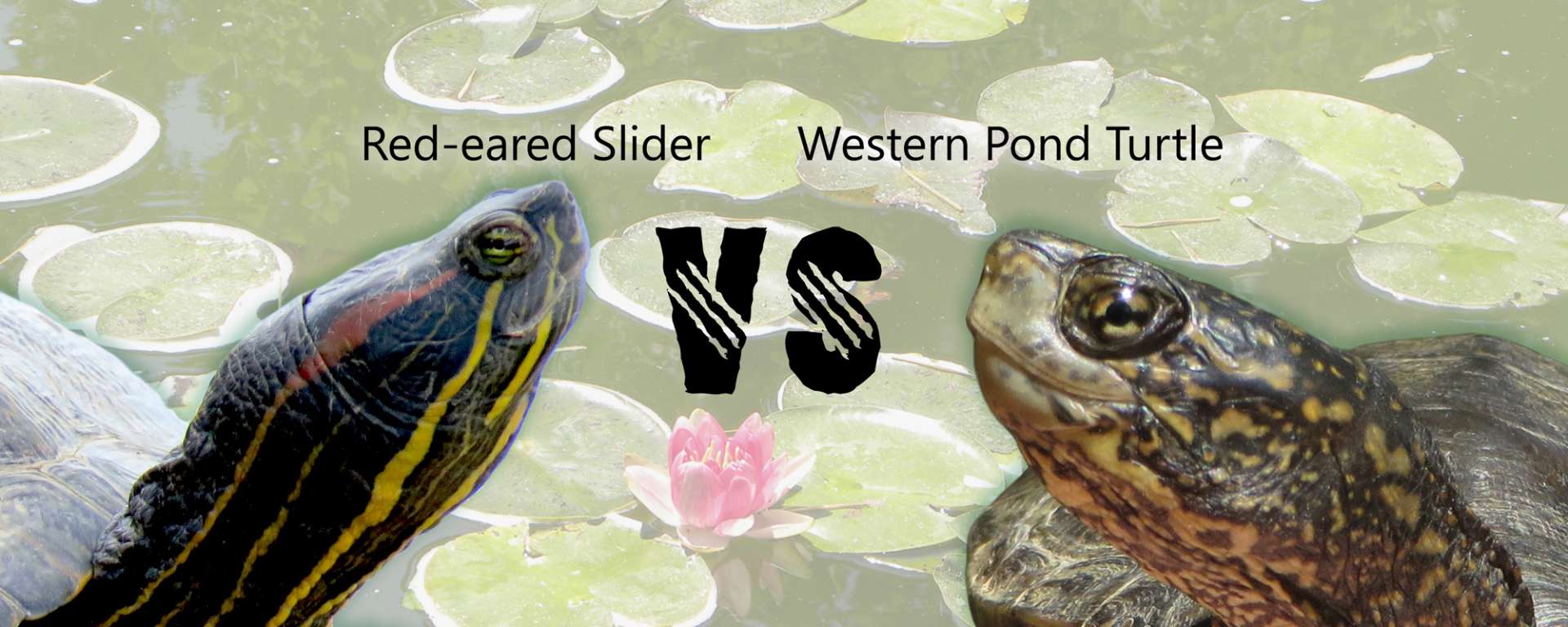 Turtle Fight
