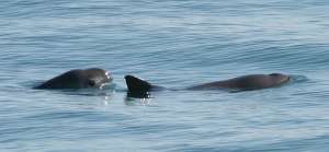 Vaquita Olson NOAA