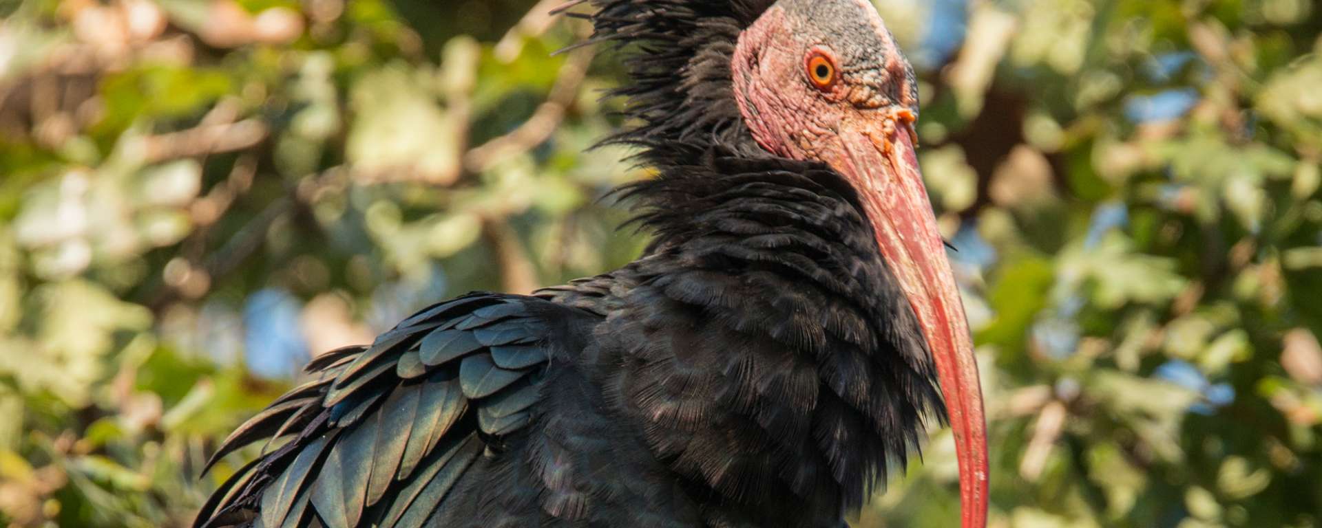 Waldrapp Ibis