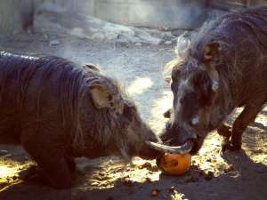 Warthog and Pumpkin by Jenny Sloat Warthog and Pumpkin
