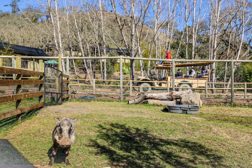 warthog