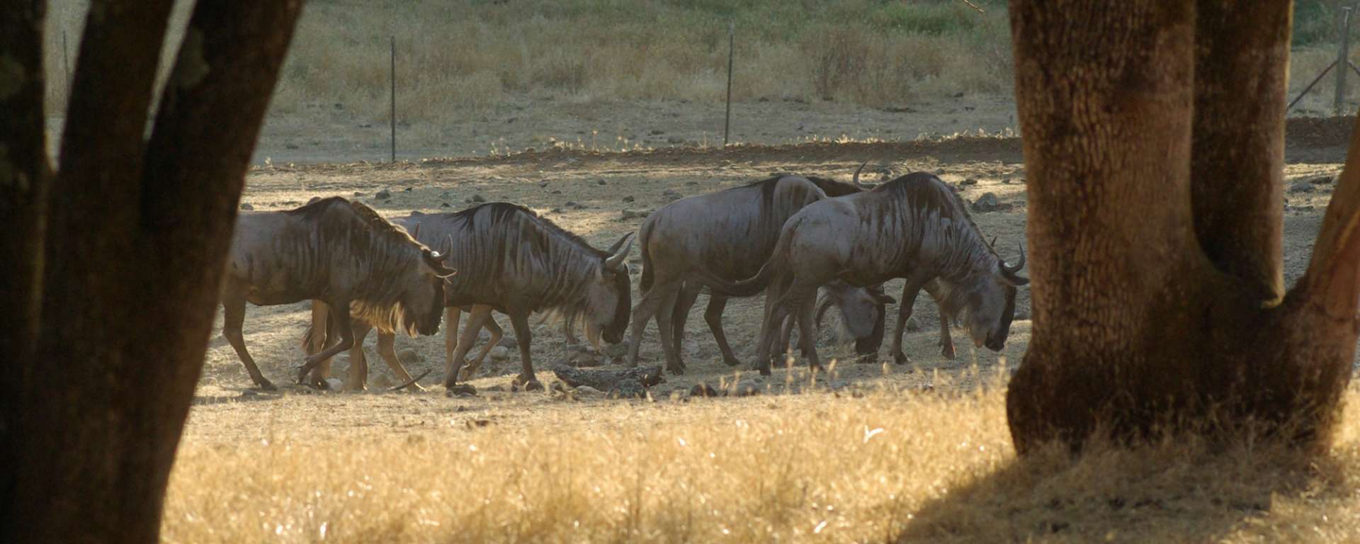 Wildebeest Migration