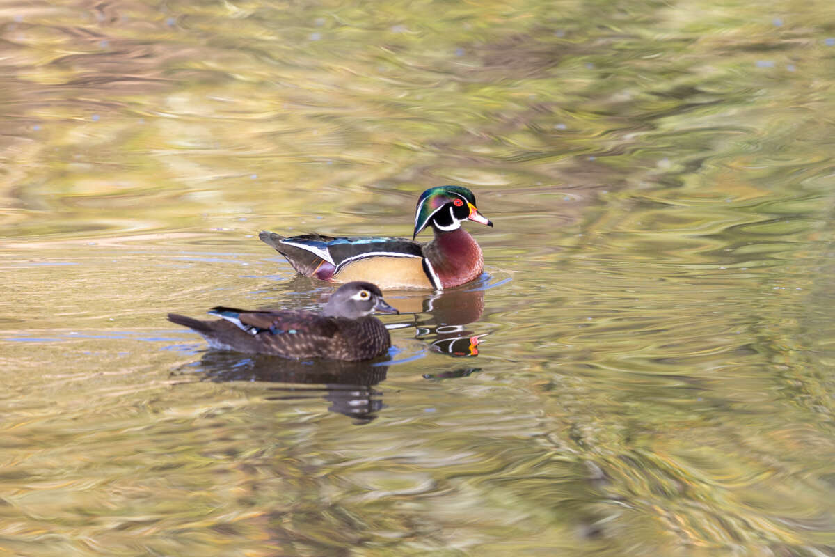 adult male and female wood ducks