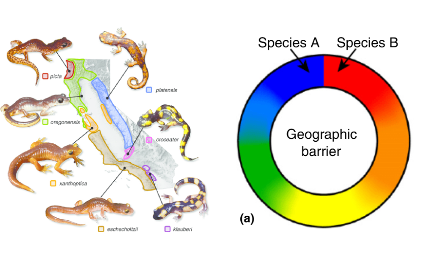 ensatina ring species diagram